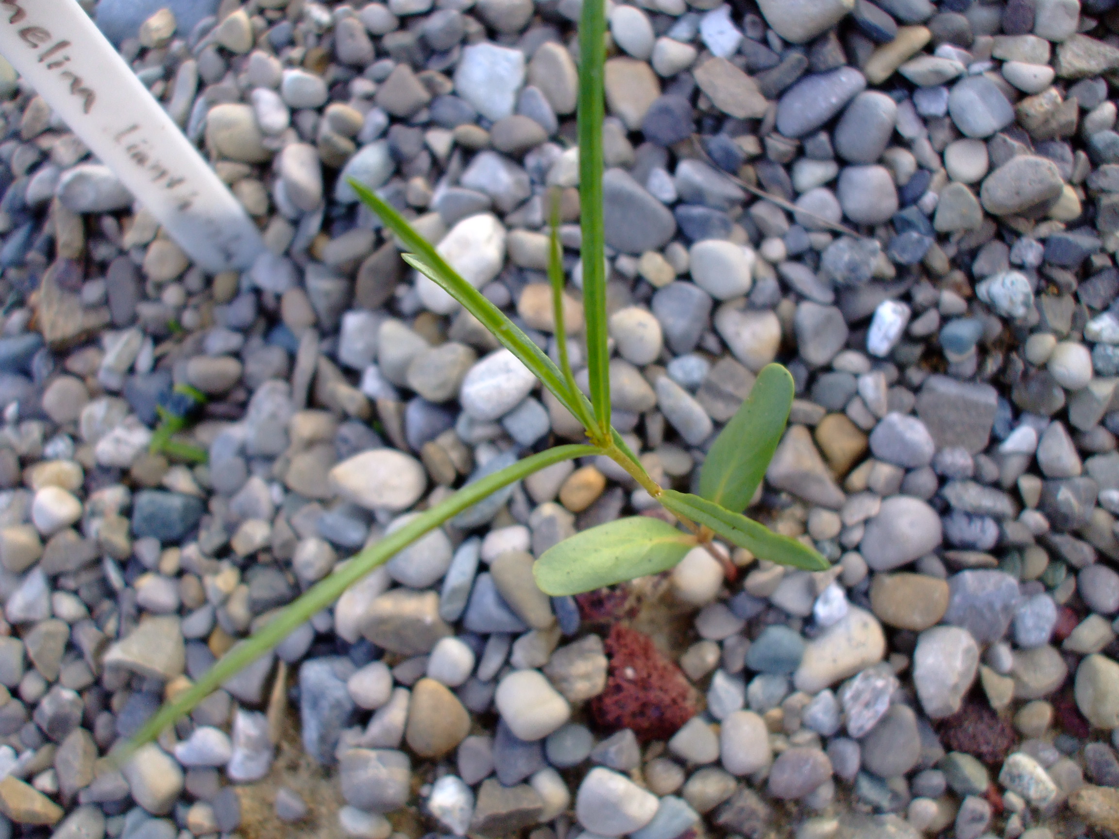 Asclepias labriformis